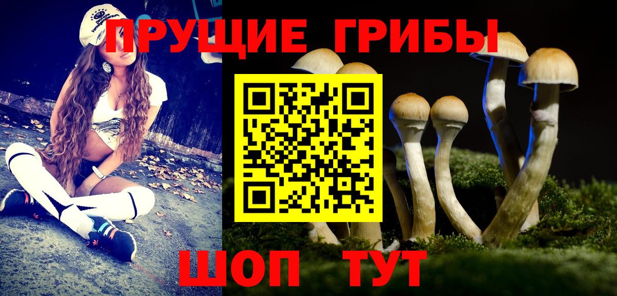 Псилоцибиновые грибы прущие грибы  где продают наркотики  Зеленогорск  Псилоцибиновые грибы Psilocybine cubensis  Вход с VPN 
